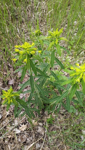 Euphorbia procera