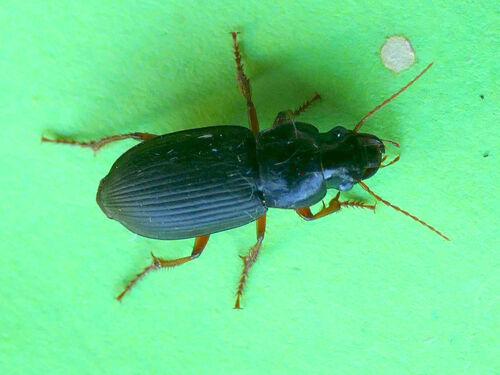 Strawberry Seed Beetle