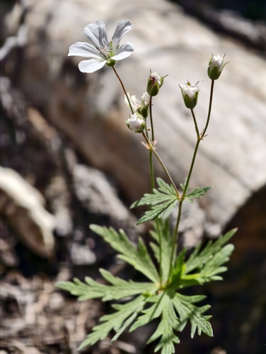 Geranium rivulare, photograph 3