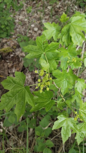 field maple