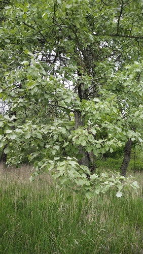 white poplar