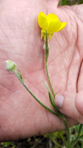 Ranunculus illyricus, photograph 5