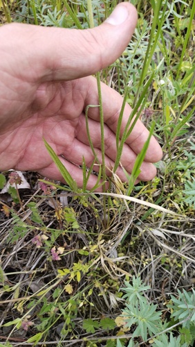 Ranunculus illyricus, photograph 4