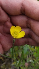 Ranunculus illyricus, photograph (c) Andrew Bazdyrev, some rights reserved (CC BY)