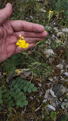 Ranunculus illyricus, photograph (c) Andrew Bazdyrev, some rights reserved (CC BY)