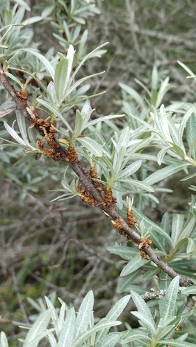 Sea-buckthorn