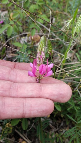 Onobrychis arenaria miniata