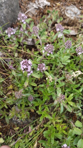 Eurasian thyme