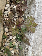 Geranium robertianum