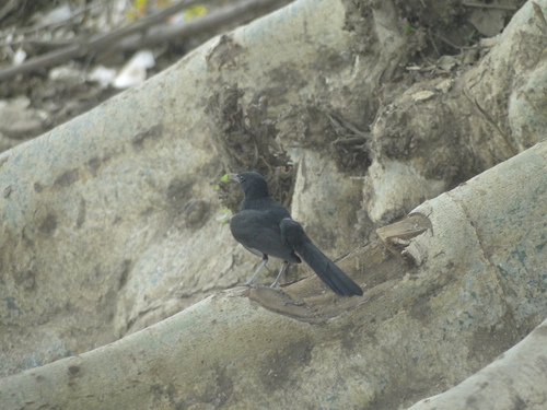 iNaturalist image