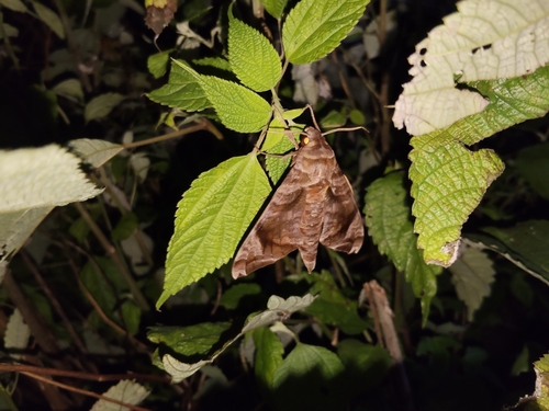 Acosmeryx castanea