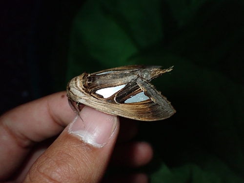Tarsolepis japonica