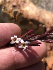 Adromischus inamoenus
