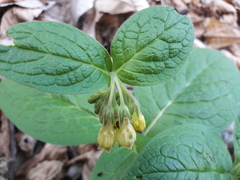 Symphytum tuberosum