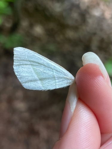 Light Emerald