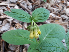Symphytum tuberosum
