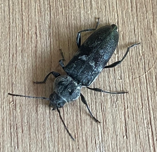 House Longhorn