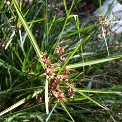 Cyperus vaginatus