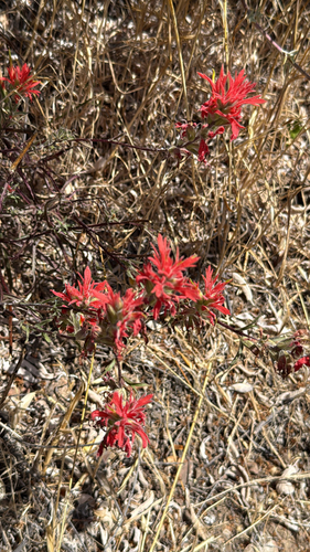 Castilleja affinis, photograph 6