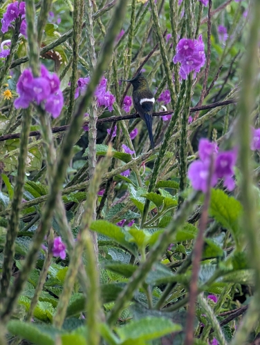 Wire-crested Thorntail (Discosura popelairii), photo 4