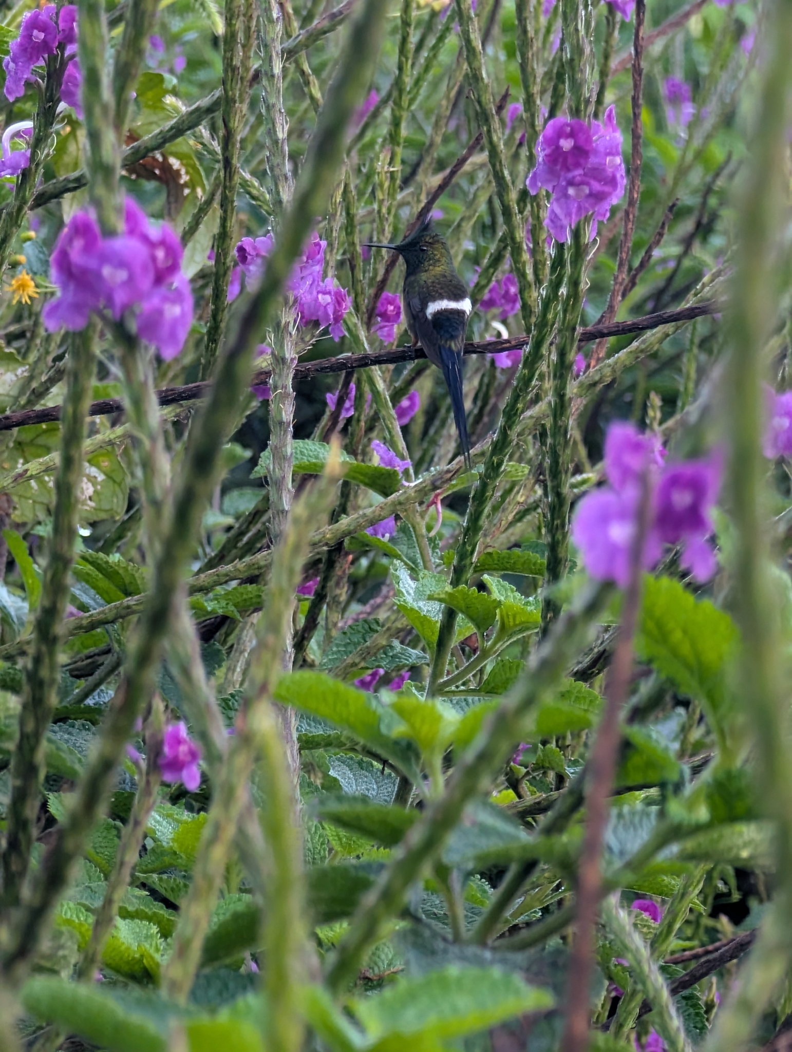 Wire-crested Thorntail (Discosura popelairii), photo 2