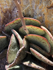 Adromischus inamoenus