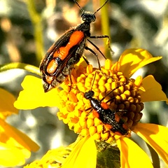 Eupompha elegans