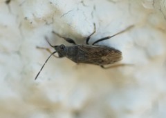Peritrechus gracilicornis