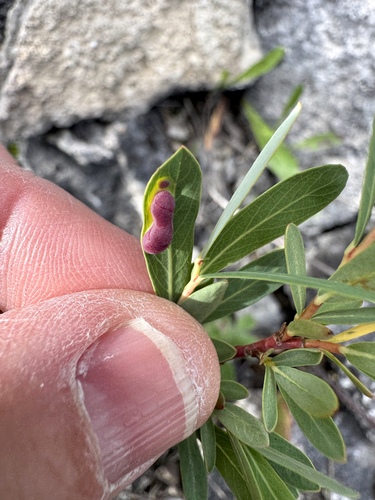 Pontania virilis