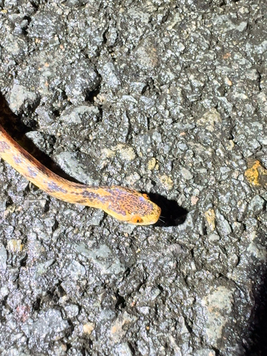 Boulenger's Slug Snake