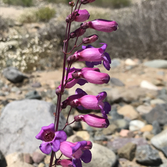 Penstemon spectabilis subinteger
