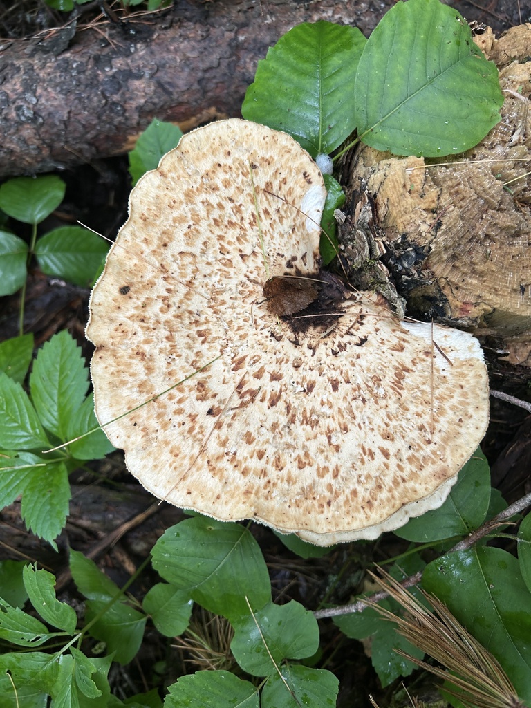 Dryad's Saddle · June 2026 · photo: Photo: (c) Henrique Pacheco, some rights reserved (CC BY) · iNaturalist