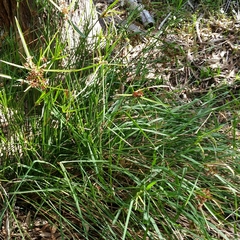 Cyperus vaginatus