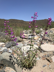 Penstemon spectabilis subinteger