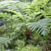 Flying Spider Monkey Tree Fern - Photo (c) Max Hsieh(雁子), some rights reserved (CC BY-NC), uploaded by Max Hsieh(雁子)