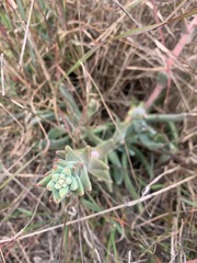 Dudleya caespitosa