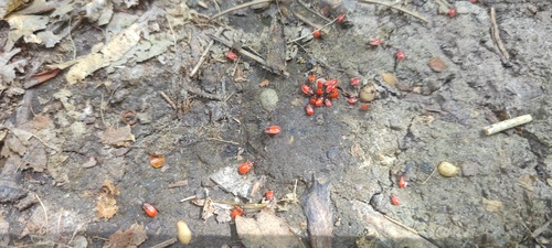 European Firebug