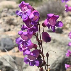 Penstemon spectabilis subinteger