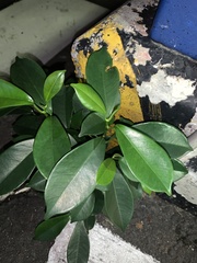 Ficus microcarpa