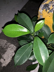 Ficus microcarpa