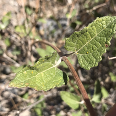 Bahiopsis triangularis