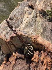 Adromischus inamoenus