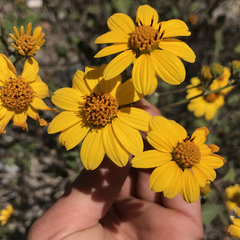 Bahiopsis triangularis