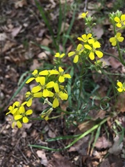 Erysimum crepidifolium