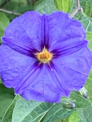 Lycianthes rantonnetii