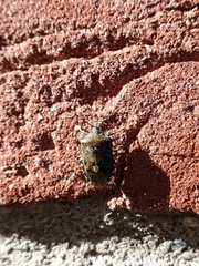 Rhaphigaster nebulosa