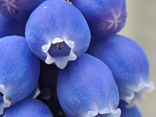 Muscari botryoides iNat (1)