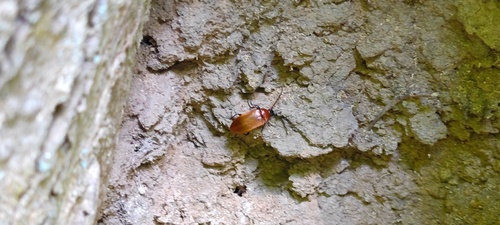 Pseudocistela ceramboides