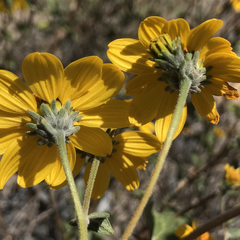 Bahiopsis triangularis