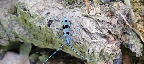 Alpine longhorn Rosalia